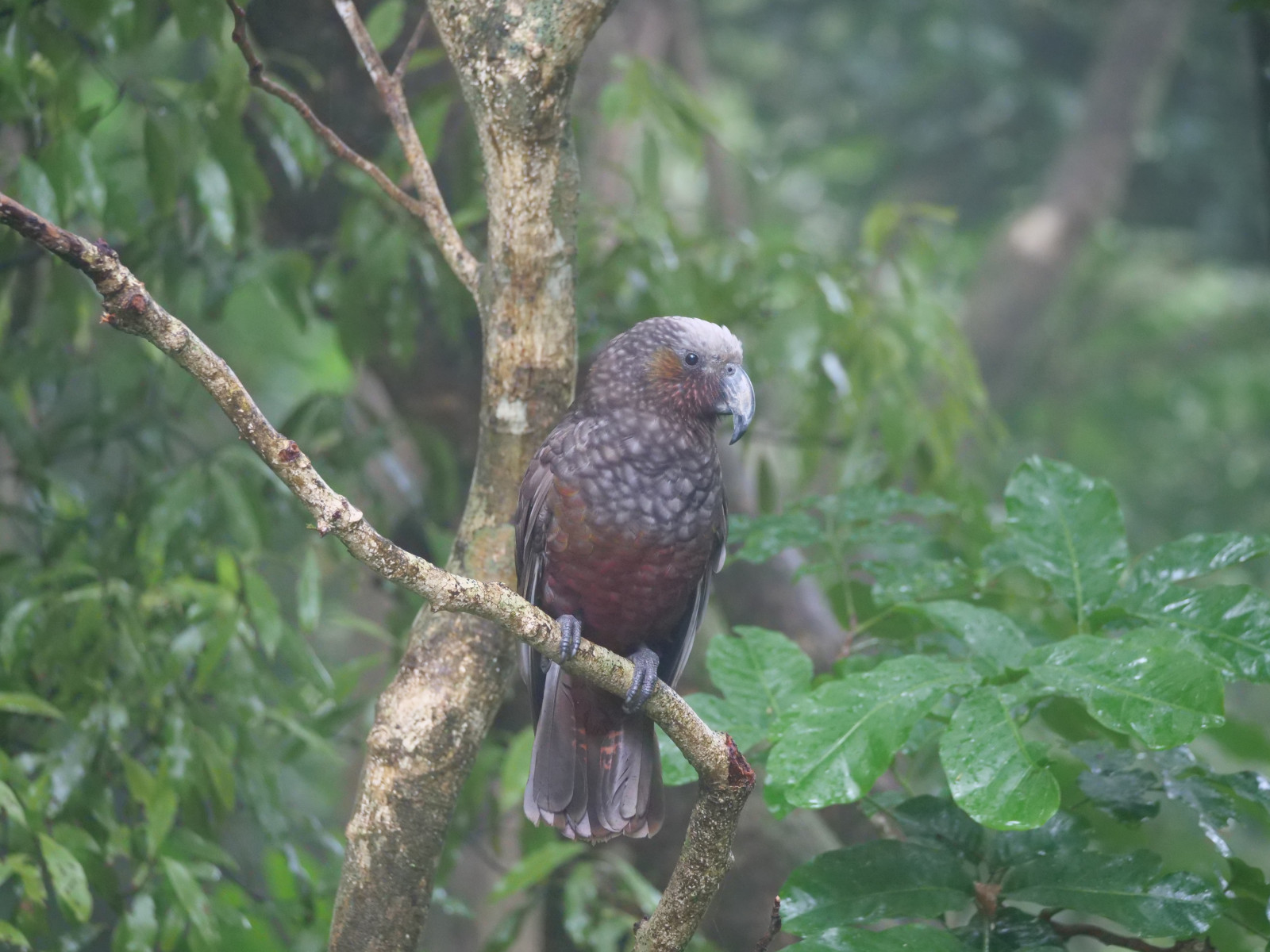 image New Zealand Kaka